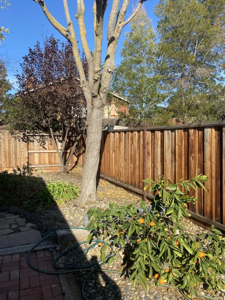 Trusted yard maintenance with custom design across Tracy, CA - Chavez Tree Service