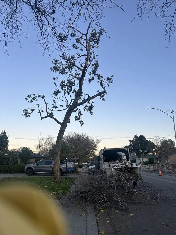 Custom garden landscaping for year-round maintenance in Tracy, CA by Chavez Tree Service