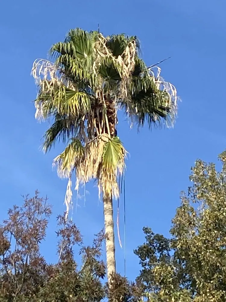 Top-rated residential landscaping in Tracy, CA - Chavez Tree Service