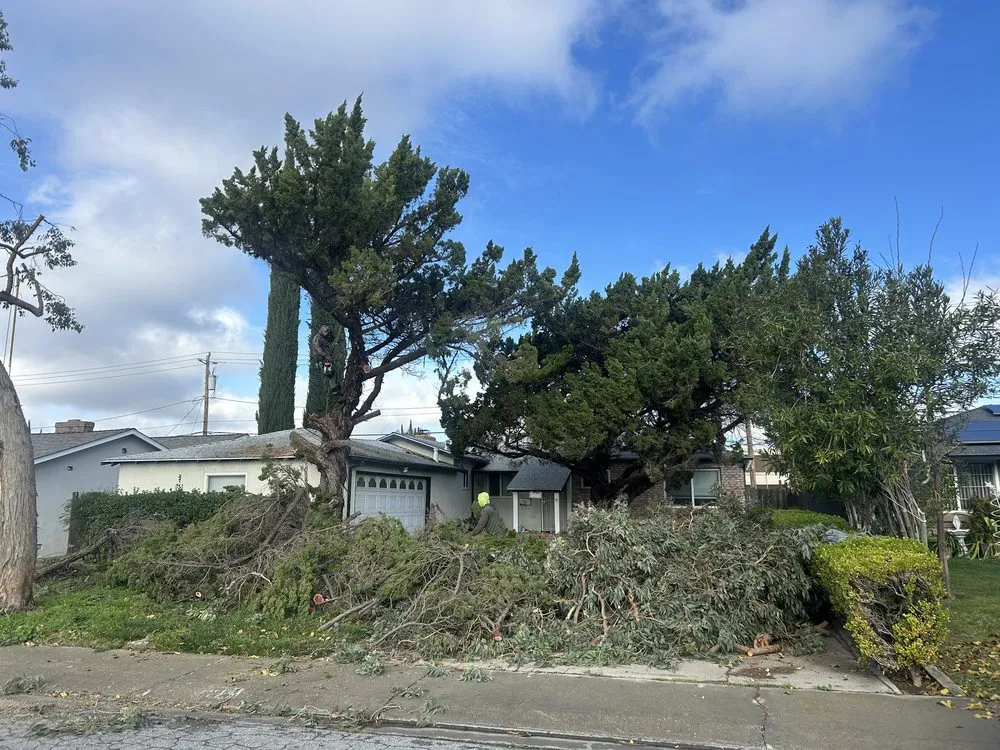 Affordable landscape design experts serving Tracy, CA - Chavez Tree Service