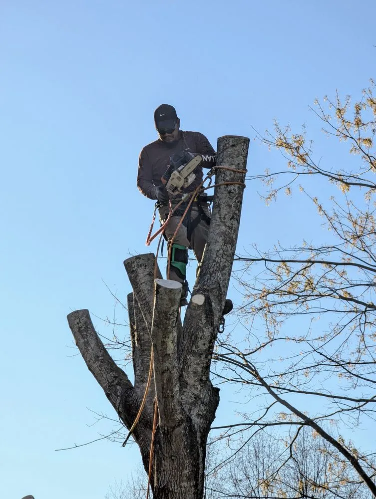 Local outdoor landscaping experts serving Dalton, GA - Chavo Tree Services