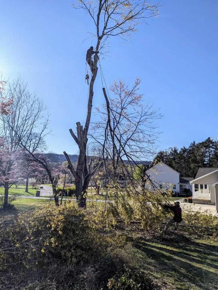 Custom residential landscaping near you in Dalton, GA by Chavo Tree Services