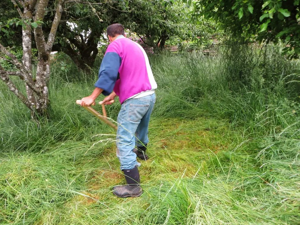 Professional lawn mowing service in Modesto, CA - Cheap Green Lawn