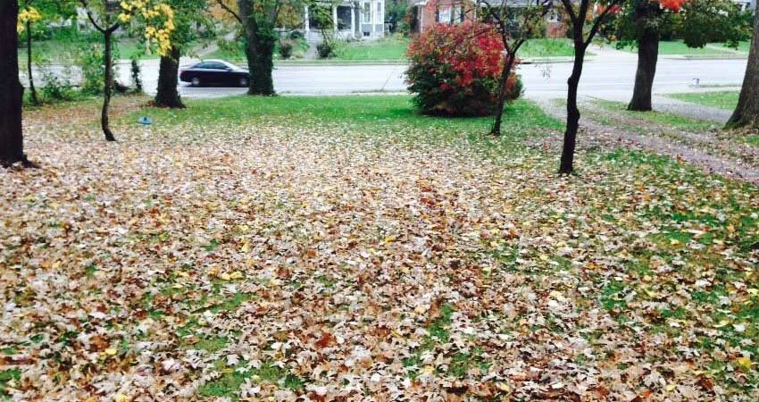 Affordable landscaping services for outdoor upgrades across Livonia, MI - Cheap Leaf Cleanup