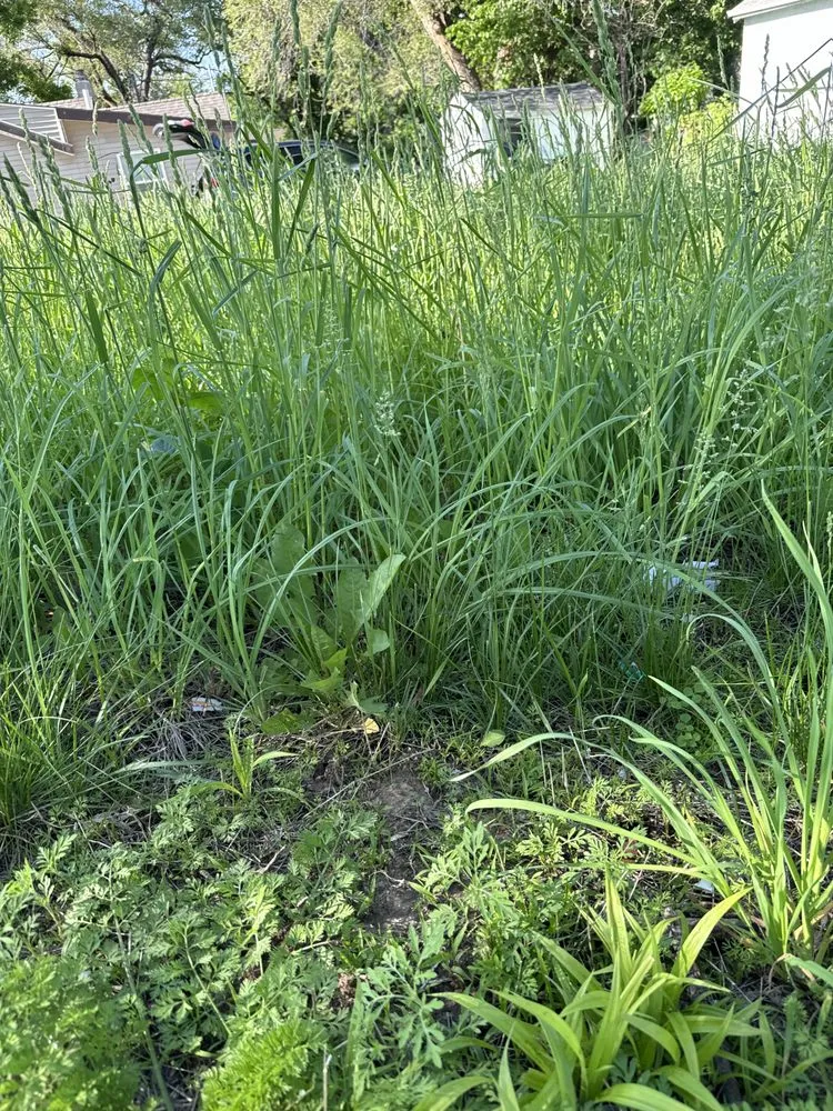 Expert landscaping services experts serving Omaha, NE - Cheap mow