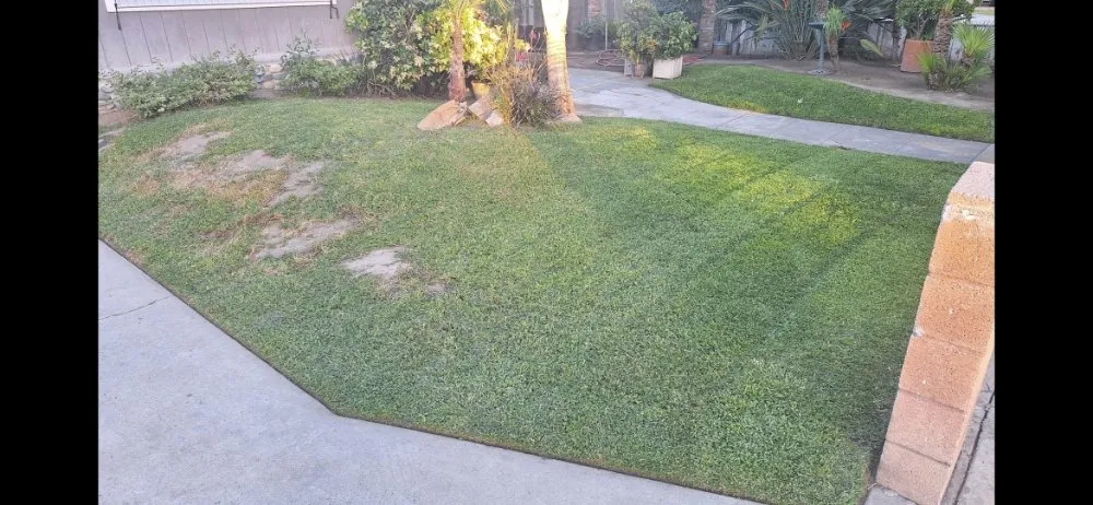 Local yard cleanup service in Tulare, CA by Cheap Prices Lawn care
