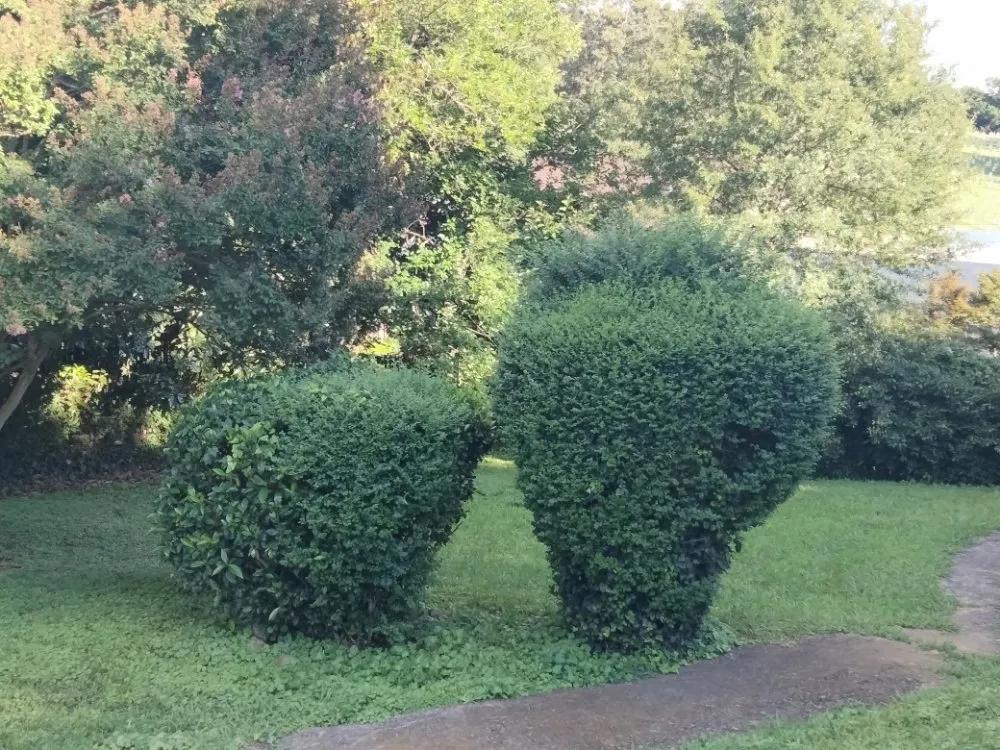 Professional yard cleanup service in Austell, GA - Cheapest in Town Landscaping