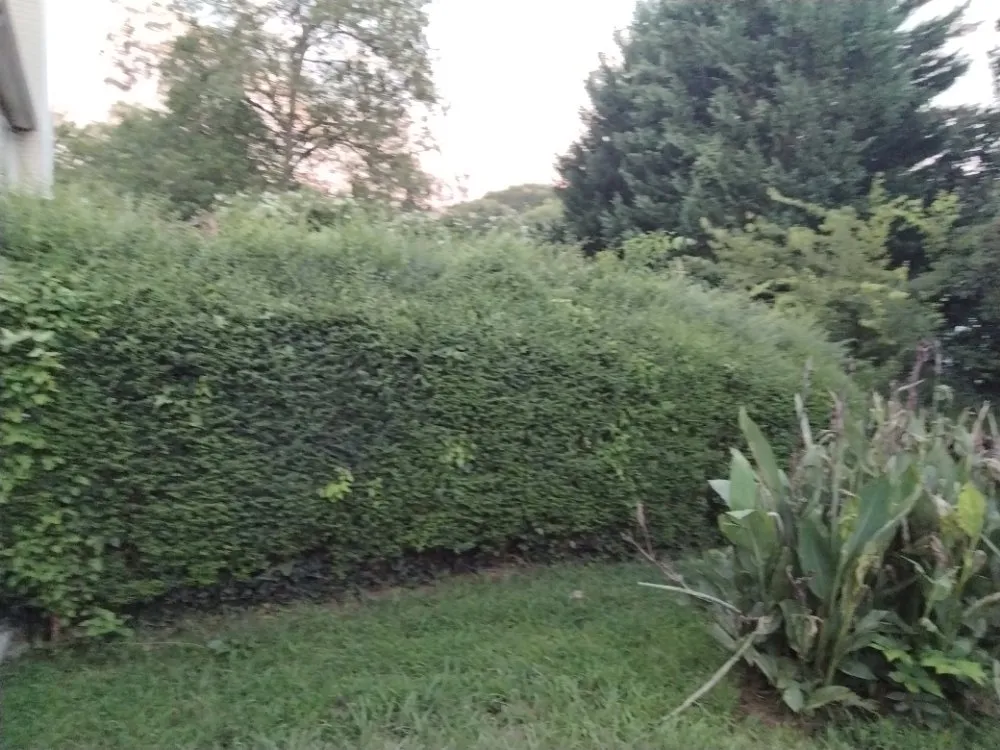 Expert yard cleanup service in Austell, GA by Cheapest in Town Landscaping