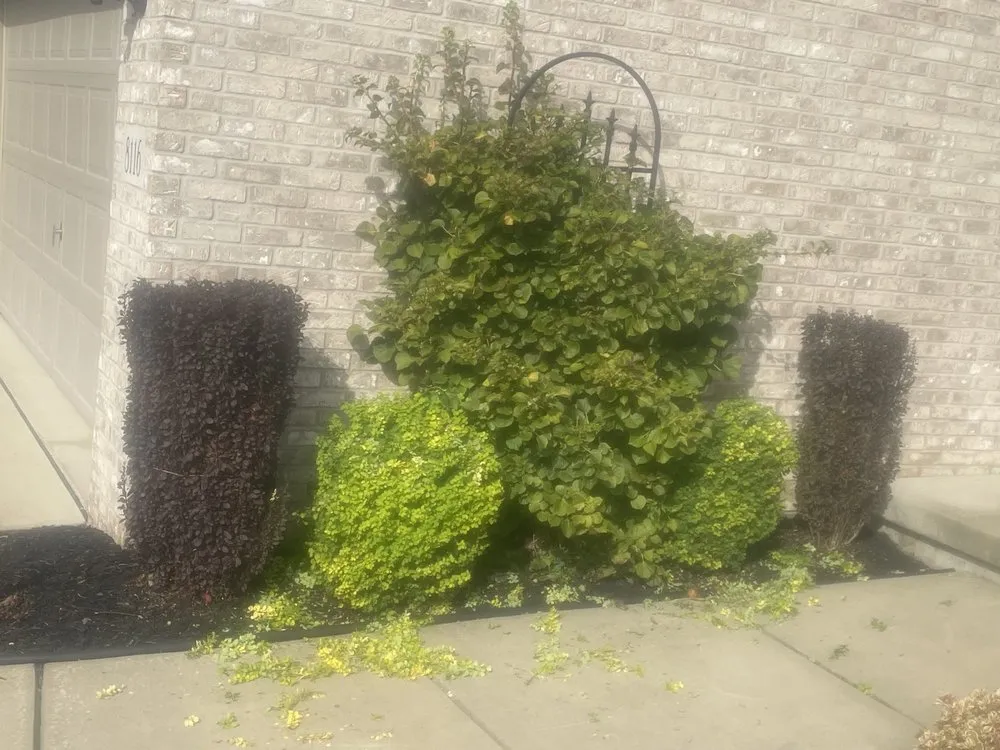 Top-rated yard maintenance in Alden, NY - Cheapscapes