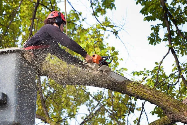 Local outdoor landscaping experts serving Houston, TX - Cheapway Tree Service and Landscaping