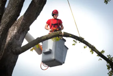 Professional landscaping services in Houston, TX - Cheapway Tree Service and Landscaping