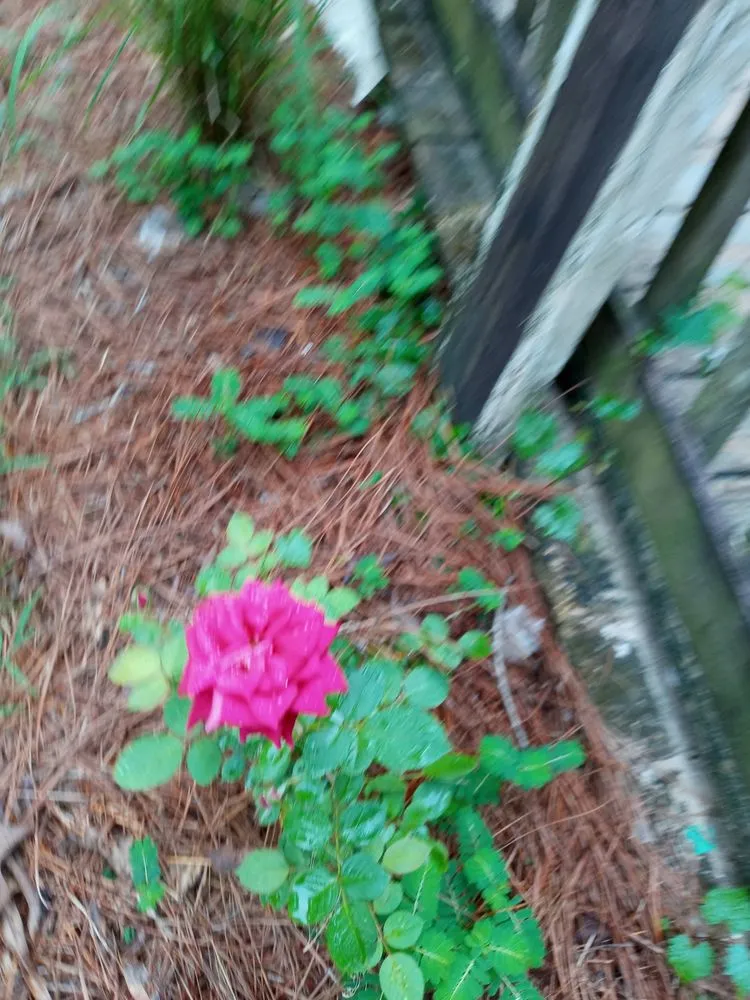 Top-rated yard cleanup service for outdoor upgrades across DeFuniak Springs, FL - Check mate lawn and LDSCp