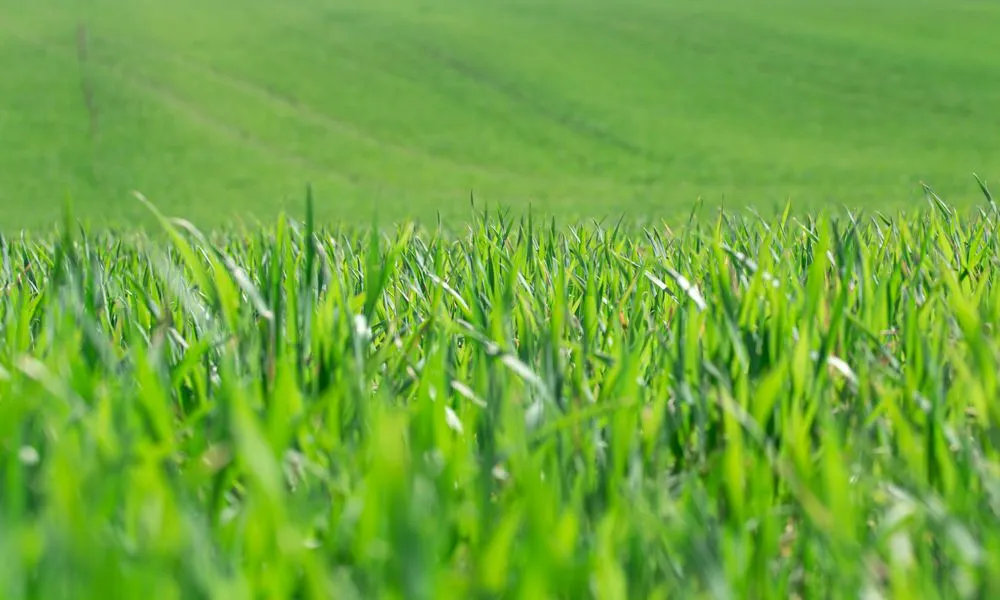 Custom landscaping services in DeLand, FL - Checkered Flag Enterprises