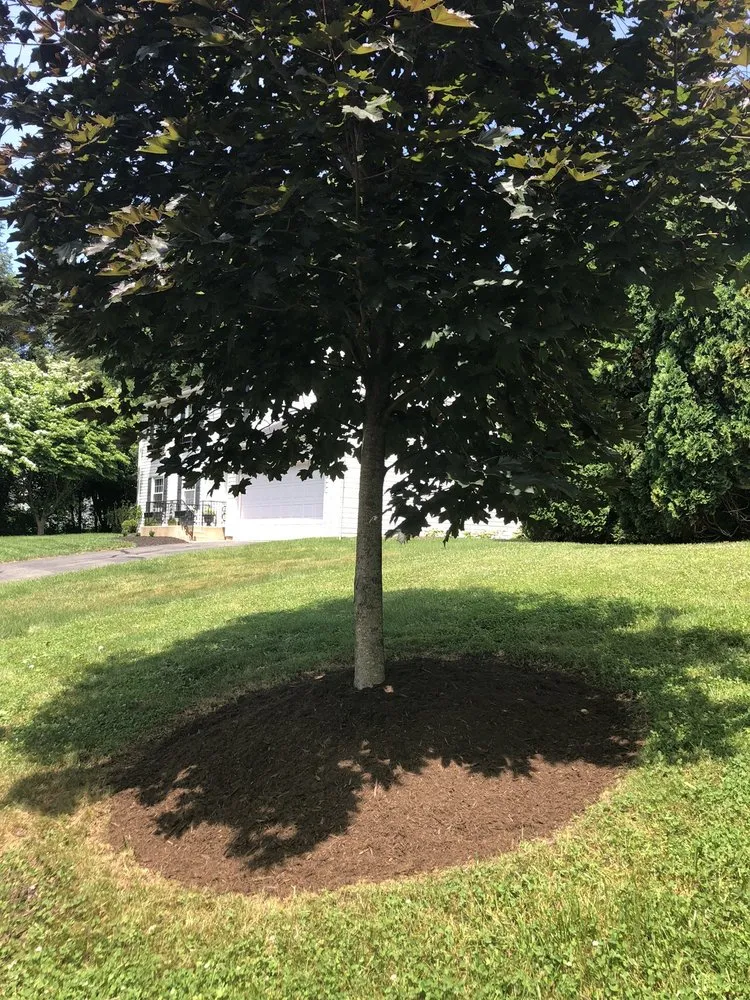 Affordable yard maintenance in New Providence, PA - Checkers Landscaping & Lawn Care