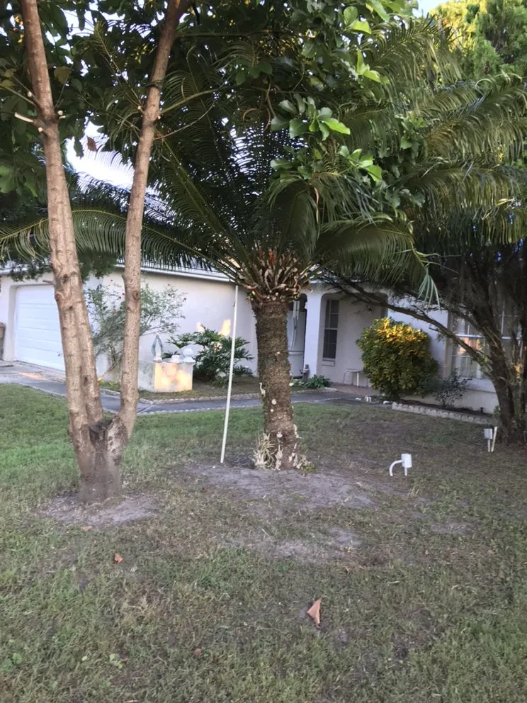 Reliable yard maintenance experts serving Kissimmee, FL - Chela’s Lawnservice