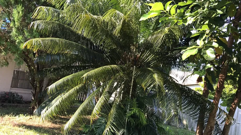 Top-rated residential landscaping experts serving Kissimmee, FL - Chela’s Lawnservice