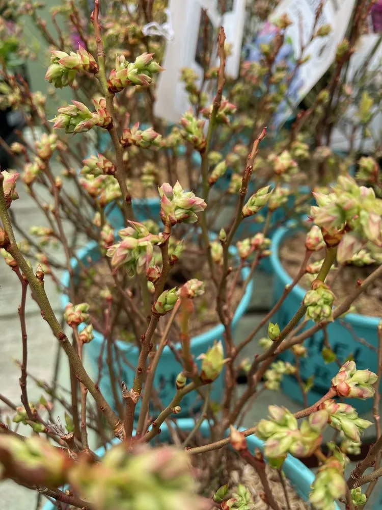 Local landscape design experts serving Williamsburg, NY - Chelsea Garden Center- Williamsburg