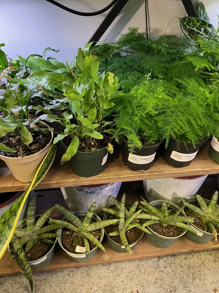 Custom residential landscaping in Williamsburg, NY - Chelsea Garden Center- Williamsburg