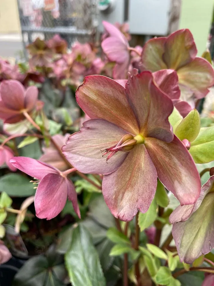 Local landscaping services experts serving Williamsburg, NY - Chelsea Garden Center- Williamsburg