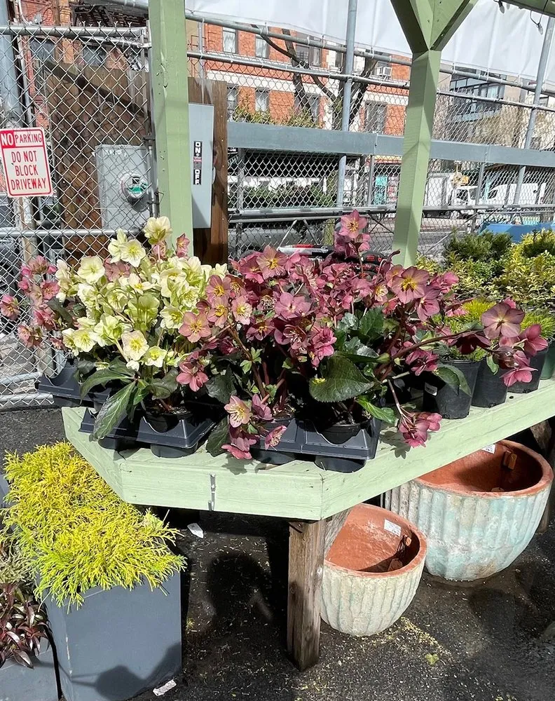 Reliable lawn care service in Williamsburg, NY - Chelsea Garden Center- Williamsburg