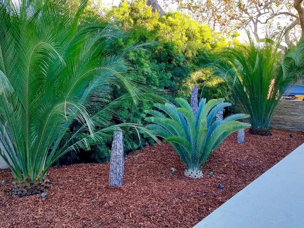 Trusted landscaping services for residential properties across Pacific Palisades, CA - Chelsea Sullivan Design