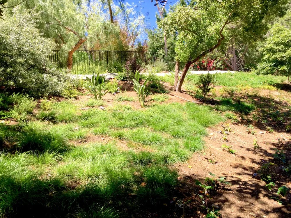 Affordable landscape installation in Pacific Palisades, CA - Chelsea Sullivan Design