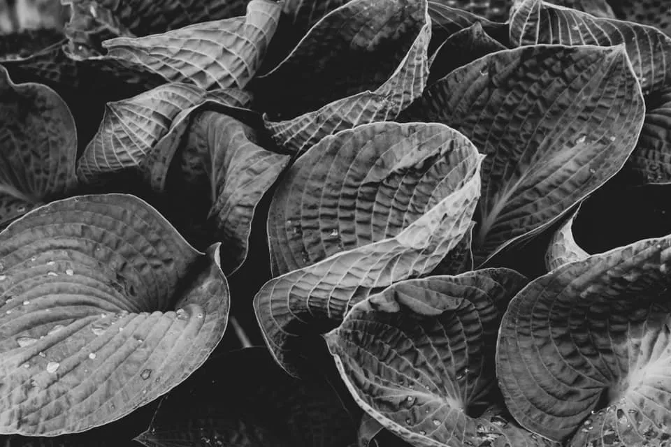 Custom lawn care service for beautiful yards across Conway, AR - Chenal Landscaping