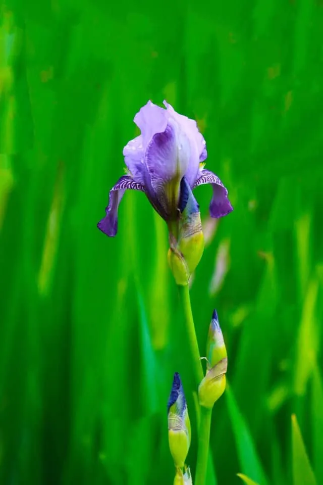 Trusted outdoor landscaping experts serving Conway, AR - Chenal Landscaping