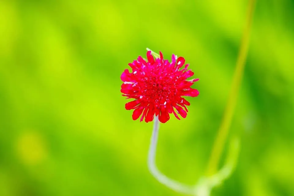 Professional lawn care service experts serving Conway, AR - Chenal Landscaping