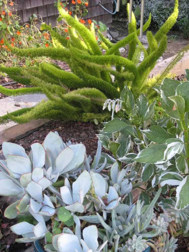 Local lawn mowing service for outdoor upgrades in Aptos, CA by Cherie Bobbe Landscape Design