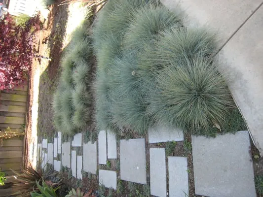 Cherie Bobbe Landscape Design