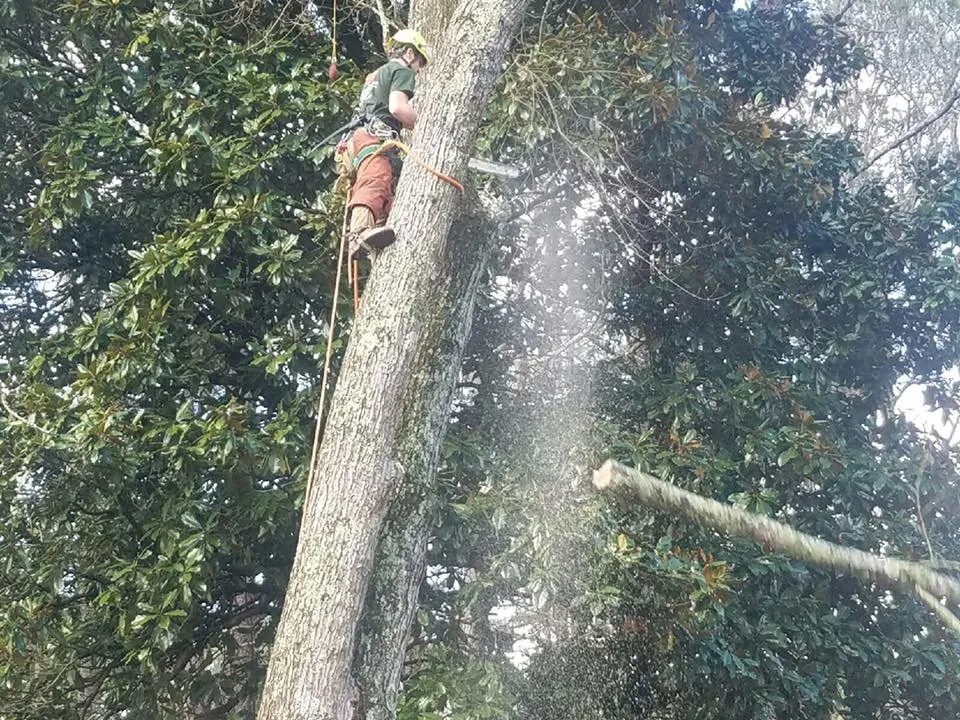 Professional residential landscaping for outdoor upgrades across Woodstock, GA - Cherokee Tree & Landscape