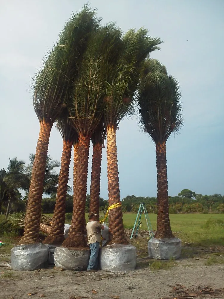 Reliable lawn mowing service experts serving Naples, FL - Cherrington Treemovers