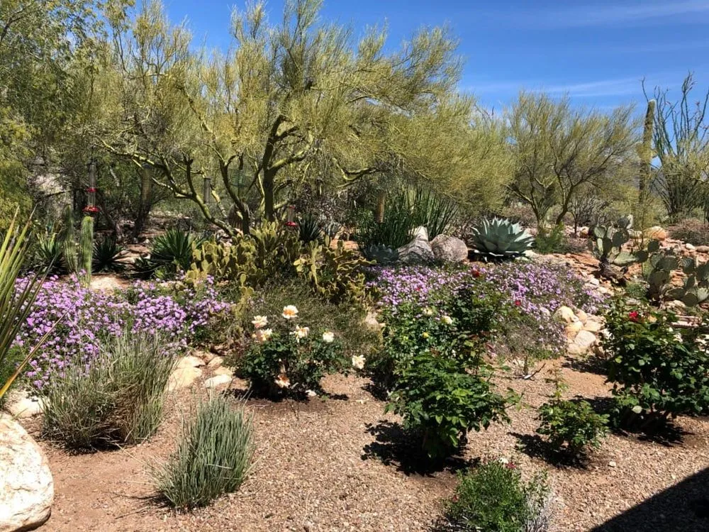 Expert yard cleanup service with custom design in Tucson, AZ by Cherry Landscape
