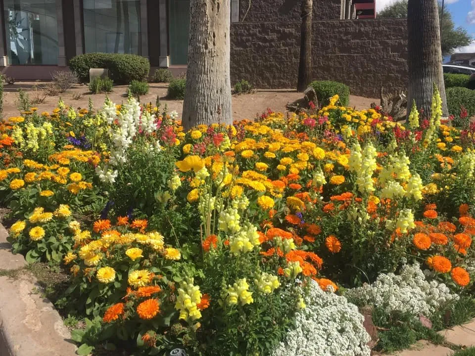Trusted landscaping services near you in Tucson, AZ by Cherry Landscape