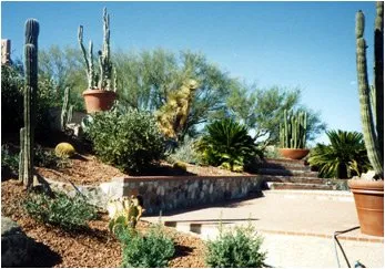 Custom landscaping services for homes in Tucson, AZ by Cherry Landscape