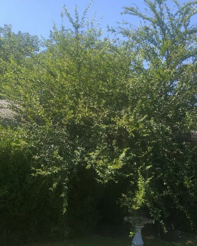 Top-rated lawn mowing service in Keene, TX by Cherry Services