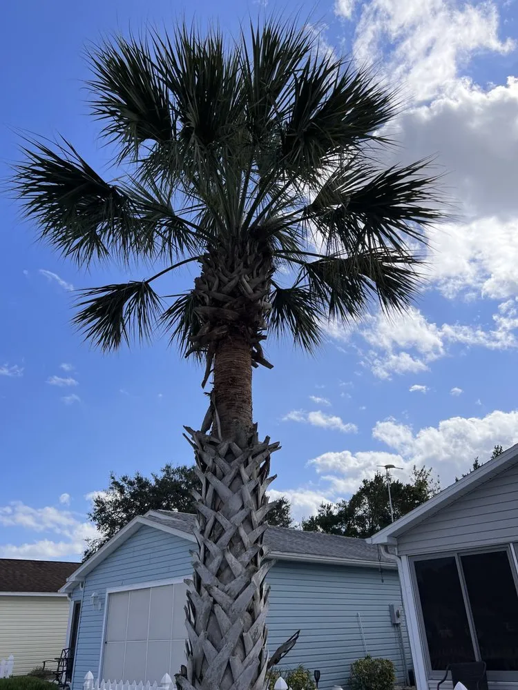 Reliable outdoor landscaping for year-round maintenance in Leesburg, FL by Cherry’s Discount Tree and Landscaping