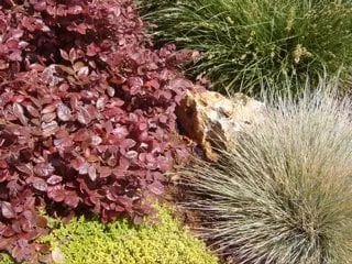 Reliable yard maintenance in Alameda, CA by Cheryl Hawkins Landscaping