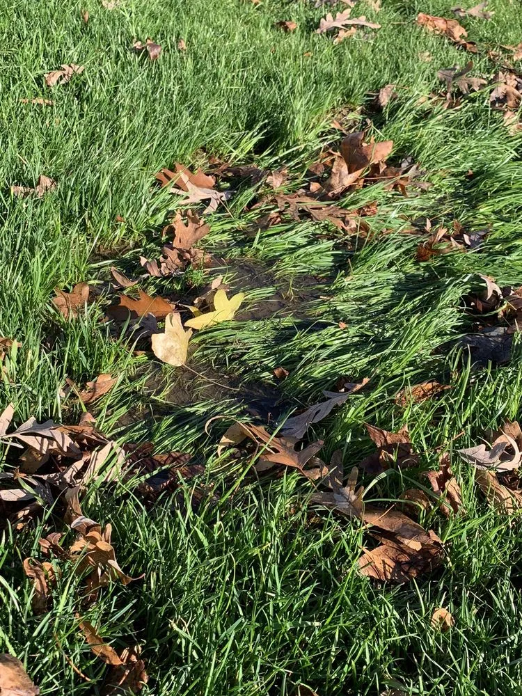 Trusted landscape design in Jarrettsville, MD by Chesapeake Landscapes