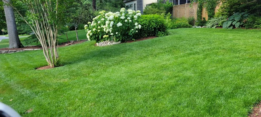 Professional yard cleanup service in Silver Spring, MD by Chesapeake Lawn Science