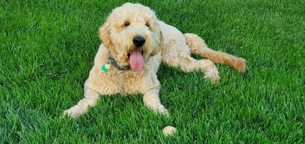 Custom lawn mowing service in Silver Spring, MD - Chesapeake Lawn Science