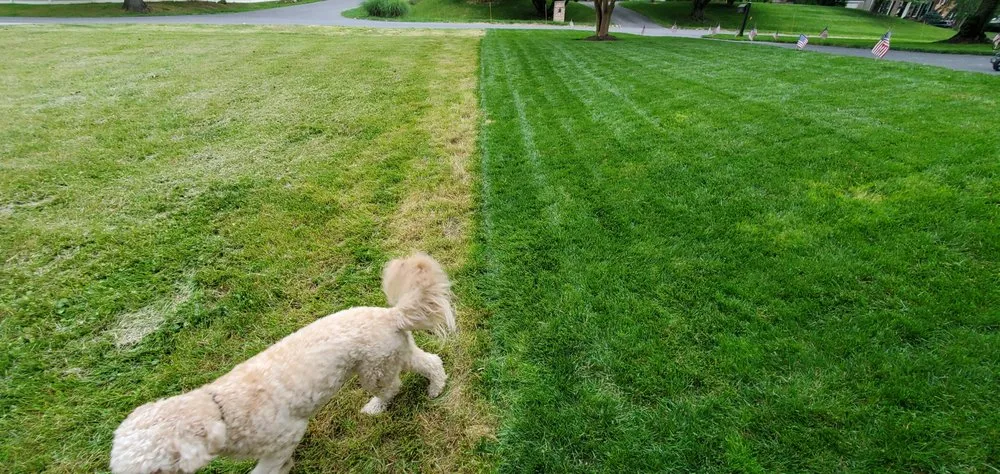 Affordable lawn care service for homes across Silver Spring, MD - Chesapeake Lawn Science