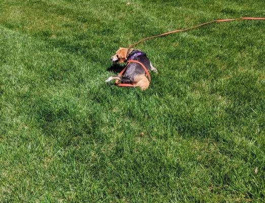 Chesapeake Lawn Science Logo