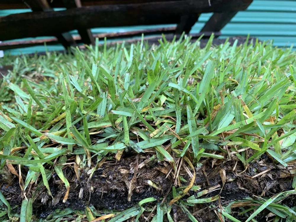 Professional residential landscaping near you across Lady Lake, FL - Chessari Sod Services And Landscape