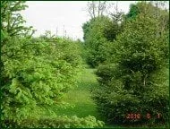 Trusted landscape design for residential properties in Coatesville, PA by Chester County Trees