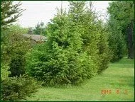 Professional residential landscaping in Coatesville, PA by Chester County Trees