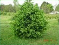 Custom yard maintenance experts serving Coatesville, PA - Chester County Trees