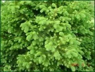 Professional landscape design for residential properties across Coatesville, PA - Chester County Trees