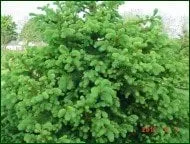 Expert lawn mowing service in Coatesville, PA - Chester County Trees